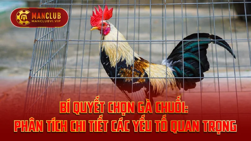 Bí Quyết Chọn Gà Chuối