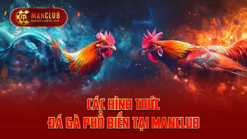 Các hình thức đá gà phổ biến tại ManClub