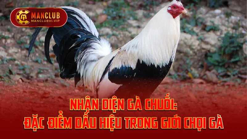 Cách Nhận Diện Gà Chuối Cùng ManClub