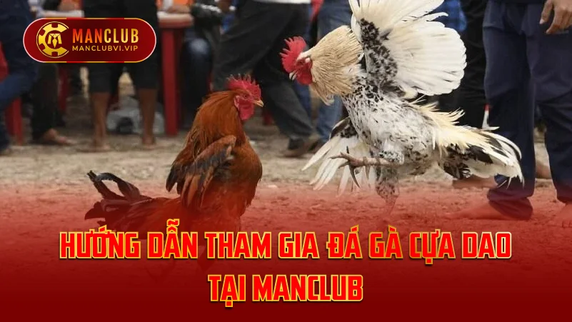 Hướng Dẫn Tham Gia Đá Gà Cựa Dao Tại ManClub