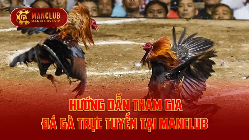 Hướng dẫn tham gia đá gà trực tuyến tại ManClub
