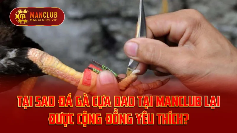 Tại Sao Đá Gà Cựa Dao Tại ManClub Lại Được Yêu Thích?