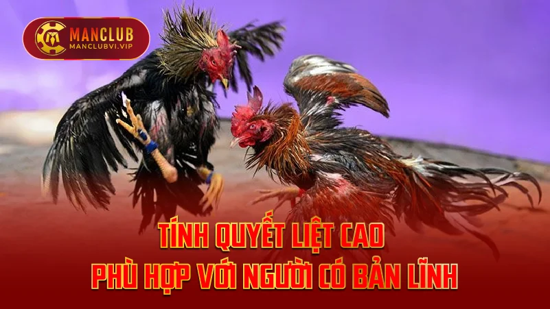 Tính Quyết Liệt Cao của đá gà cựa dao tại ManClub