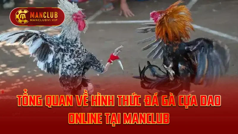 Tổng Quan Về Đá Gà Cựa Dao Online Tại ManClub