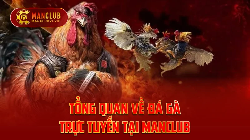 Tổng quan về đá gà trực tuyến tại ManClub