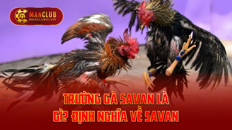 Trường gà Savan là gì? Định nghĩa về Savan