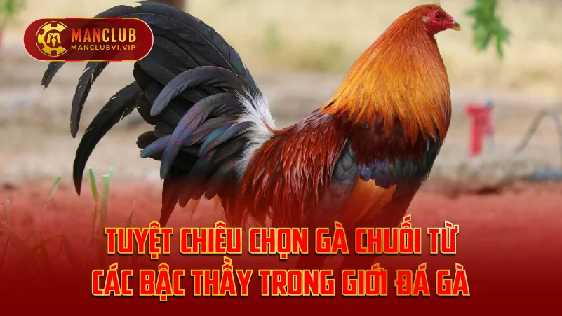 Tuyệt Chiêu Chọn Gà Chuối Từ Các Bậc Thầy Trong Giới Đá Gà