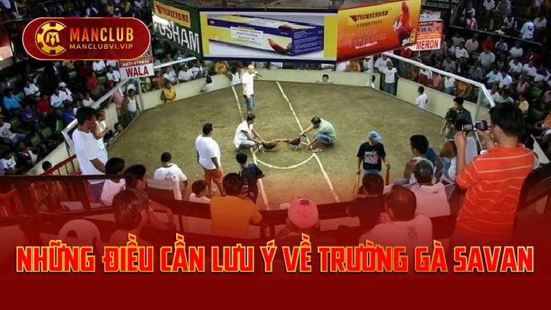 trường gà sanvan Manclub